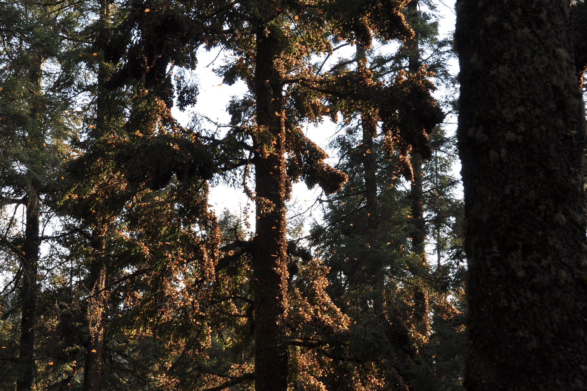 pine trees covered in monarchs